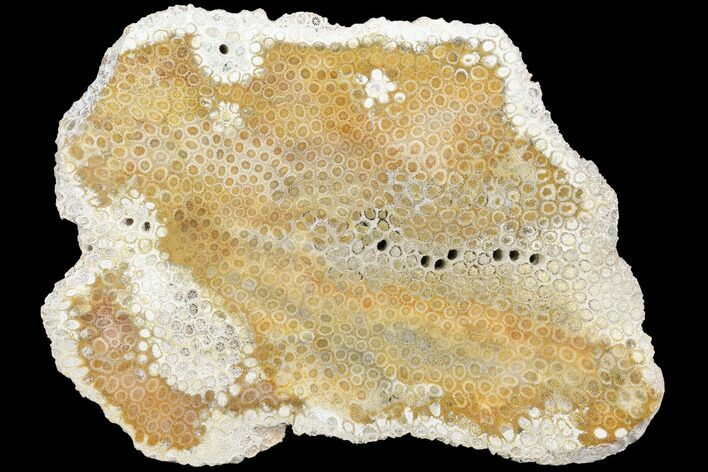 8.4" Polished, Fossil Coral Slab - Indonesia